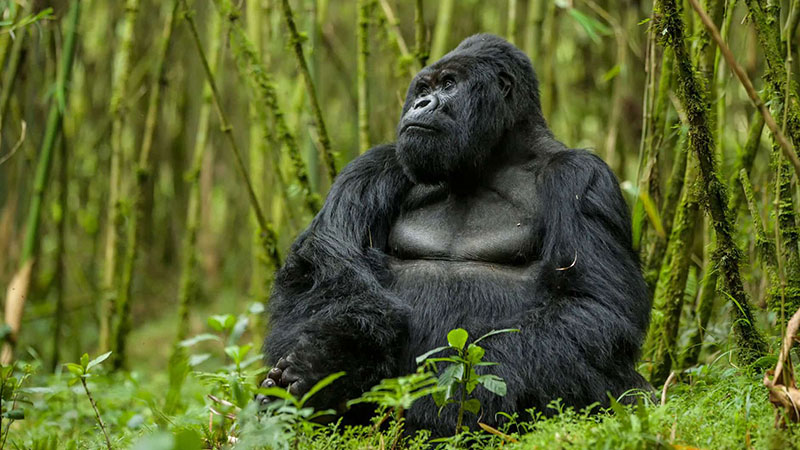 Everything you need to know about mountain gorillas