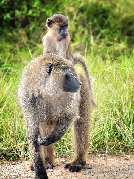 Wildlife Tours Uganda